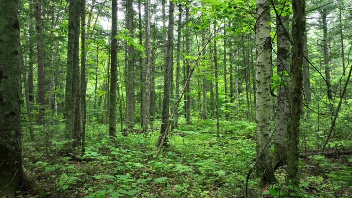 大山深处原始森林