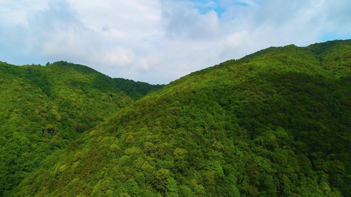 茶叶 新茶 嫩芽 茶园 茶山