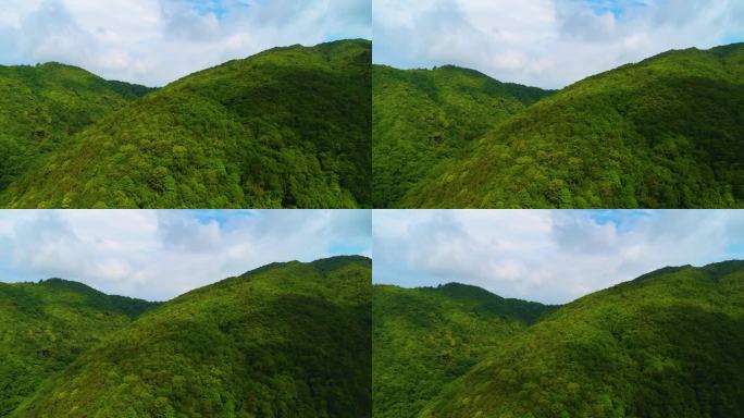 茶叶 新茶 嫩芽 茶园 茶山