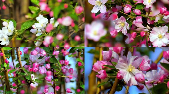 【4K】西府海棠 海棠花开 景观树种