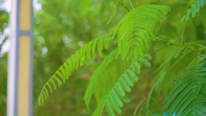 唯美草地绿植空镜合集