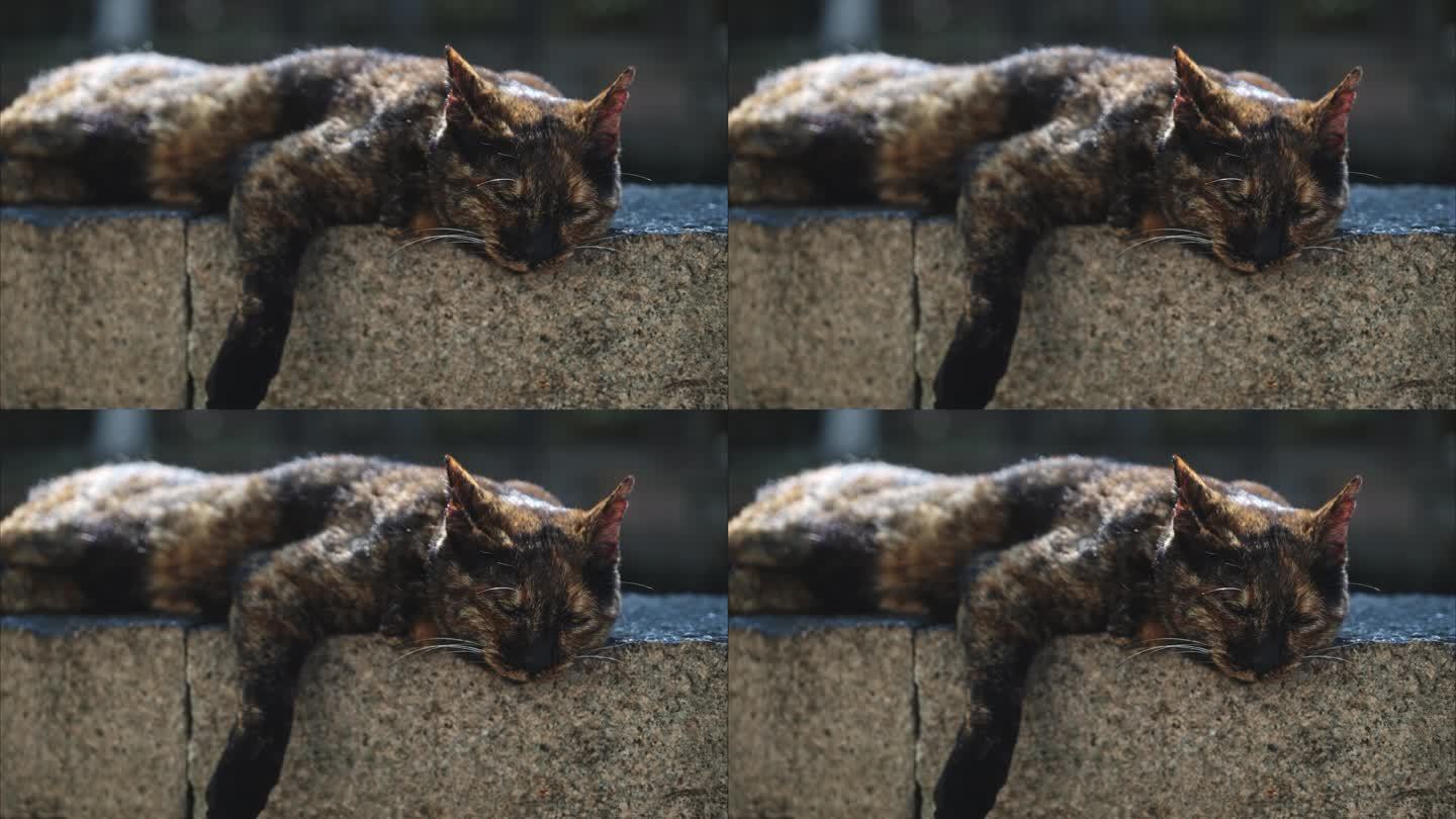 在阳光下睡懒觉的猫