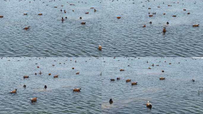 初春冰河水中的野鸭子