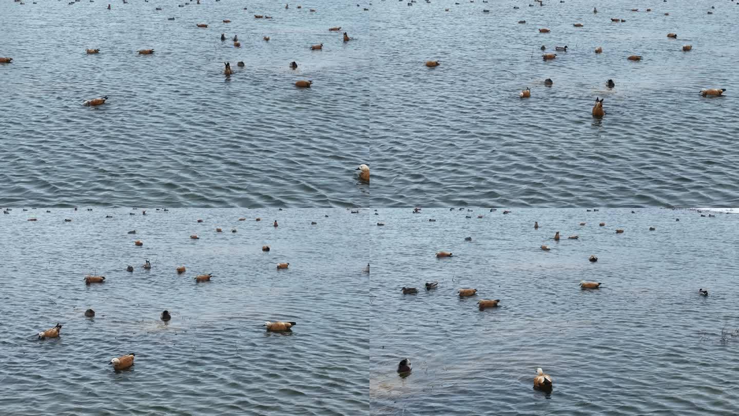 初春冰河水中的野鸭子