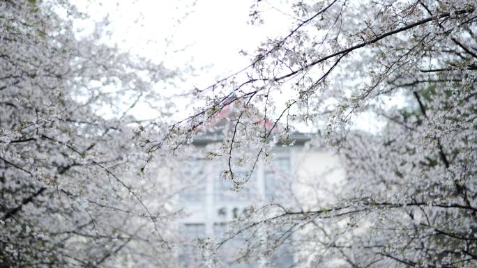 南京春天的樱花和老图书馆的呼应
