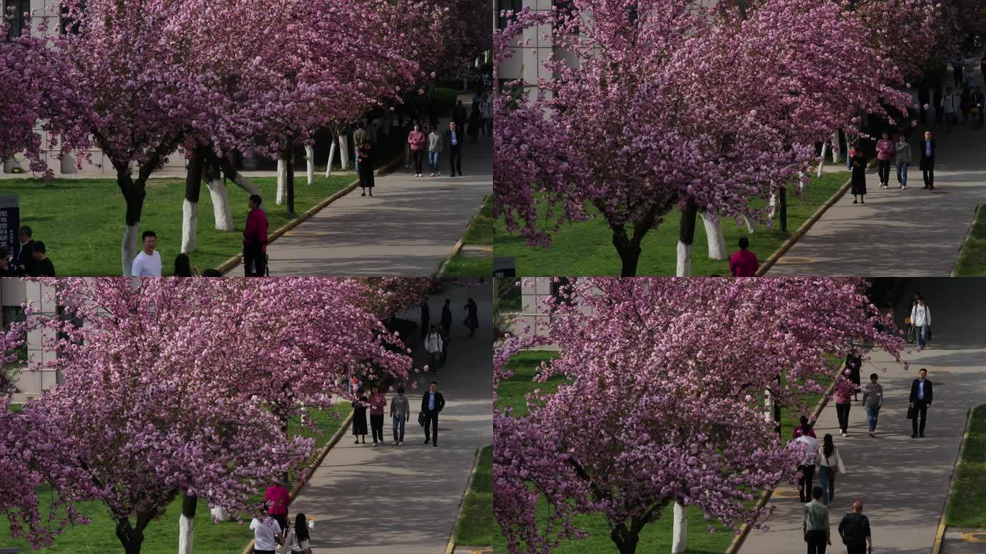 2024西安地标宣传交通大学樱花季航拍