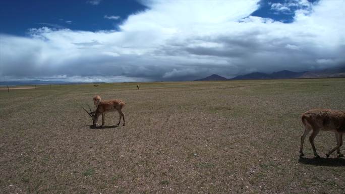 西藏 藏羚羊 航拍