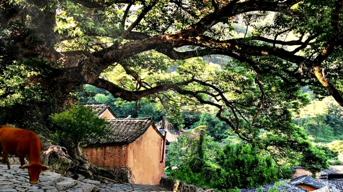 歌曲《多情的土地》宽屏舞台视频背景