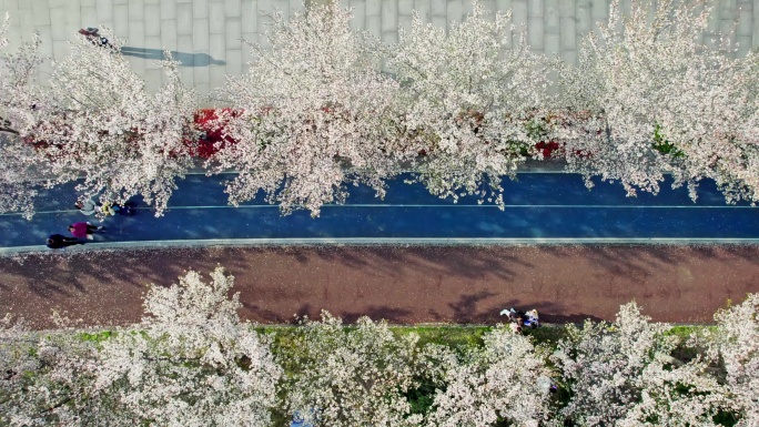 杭州滨江樱花跑道