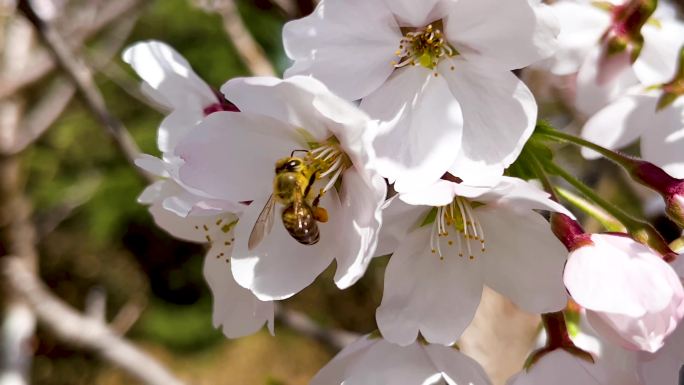 春天晴朗的天气阳光下白色樱花上采蜜的蜜蜂