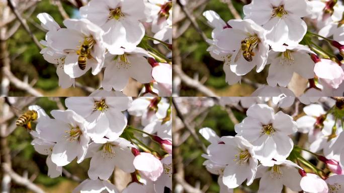 春天晴朗的天气阳光下白色樱花上采蜜的蜜蜂