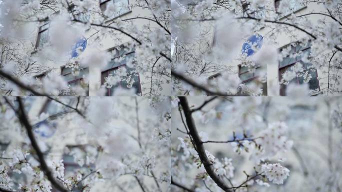 南京春天的樱花和大学建筑
