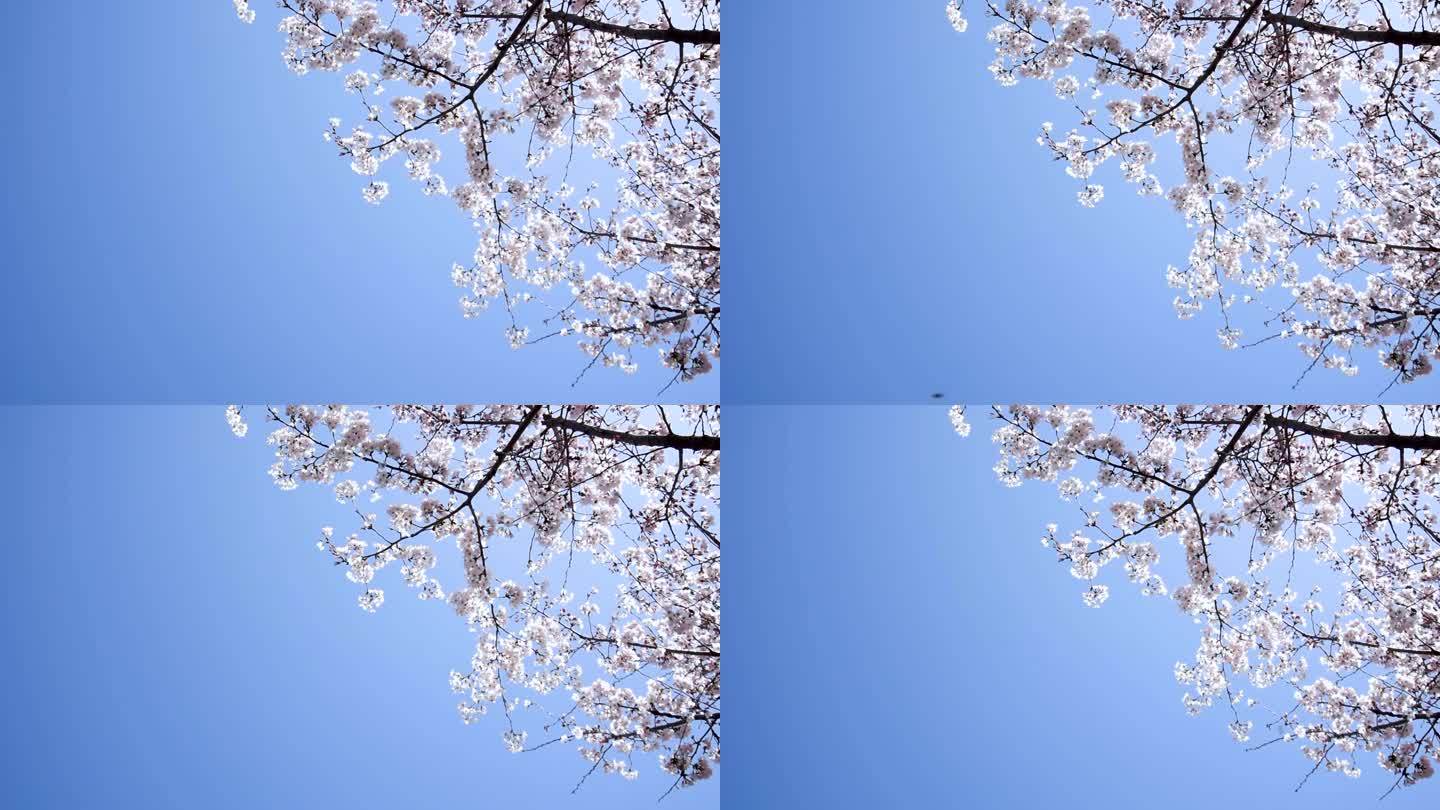 春天晴朗的天气阳光下白色的樱花