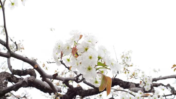 黄金梨 梨花素材 老龙湾梨花节