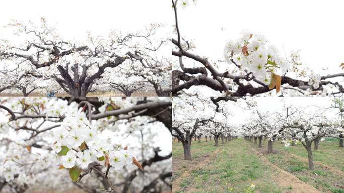 黄金梨 梨花素材 老龙湾梨花节