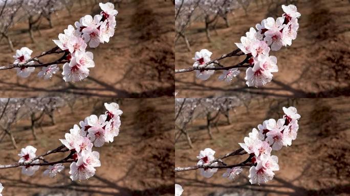 春天盛开的杏花慢镜慢动作拍摄