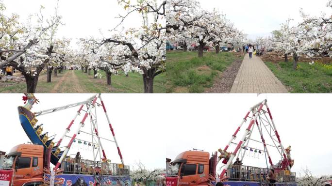 梨花盛开 梨树果园 梨花特写 大自然梨花