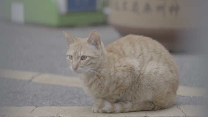 流浪猫橘猫