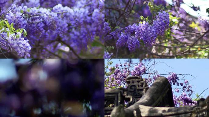 紫藤花开