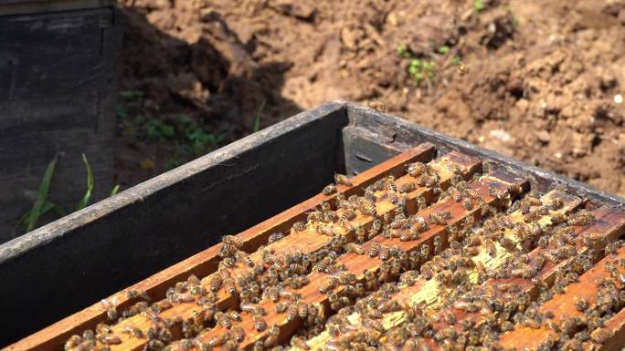 养蜂人、蜜蜂、土蜂蜜、蜂蜜