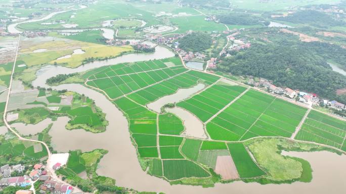 4K袁隆平实验田春耕育苗基地绿色水稻田5