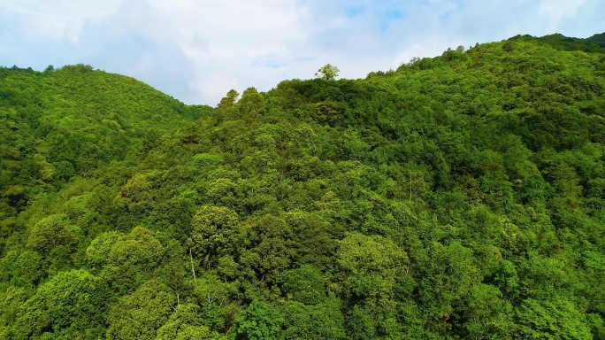 茶叶 新茶 嫩芽 茶园 茶山