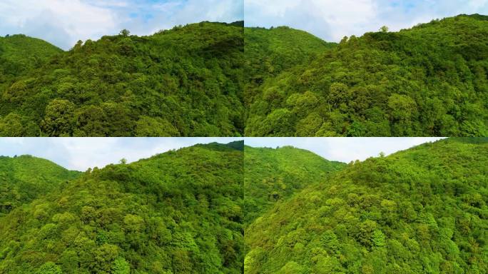 茶叶 新茶 嫩芽 茶园 茶山