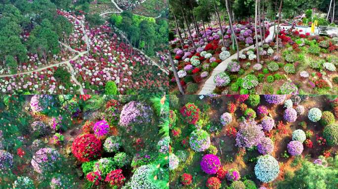 漫山遍野杜鹃花盛开放牛村杜鹃花