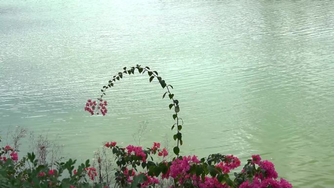 花枝垂落在水面，唯美，空镜，古风，水波纹