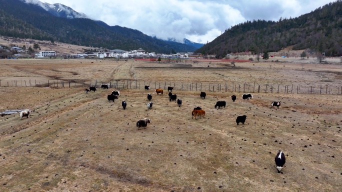 4K航拍西藏鲁朗国际旅游小镇牧场