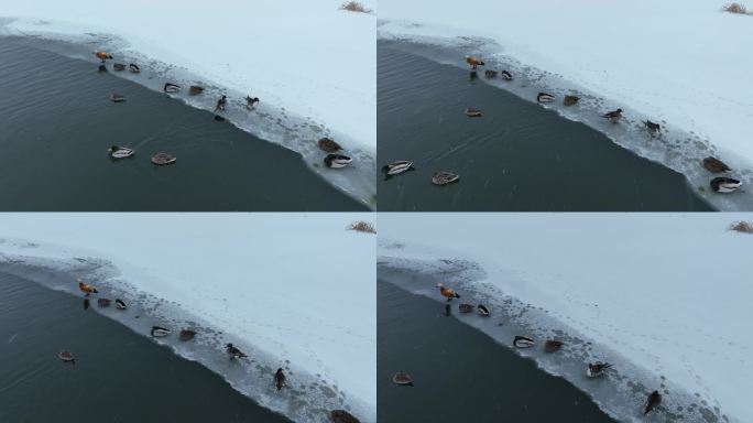 初春风雪水中的赤麻鸭
