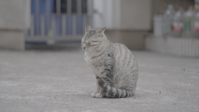 流浪猫狸花猫