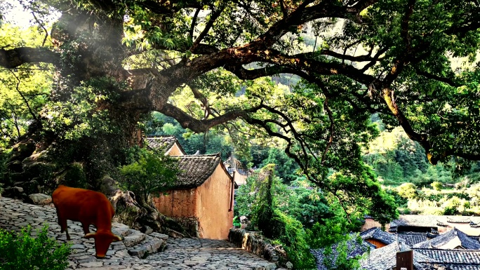 歌曲《多情的土地》高清视频舞台背景