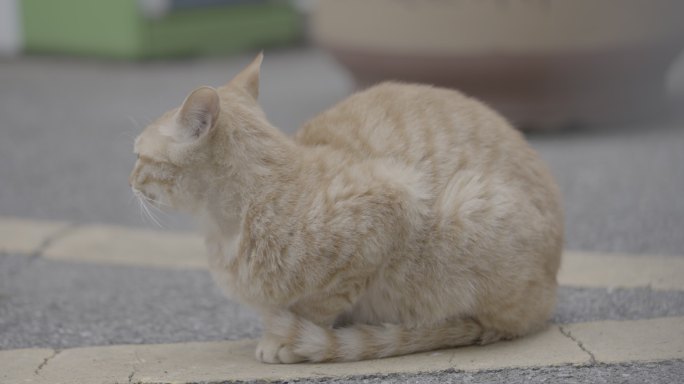 流浪猫橘猫