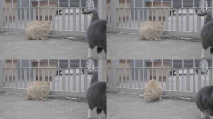 流浪猫打架