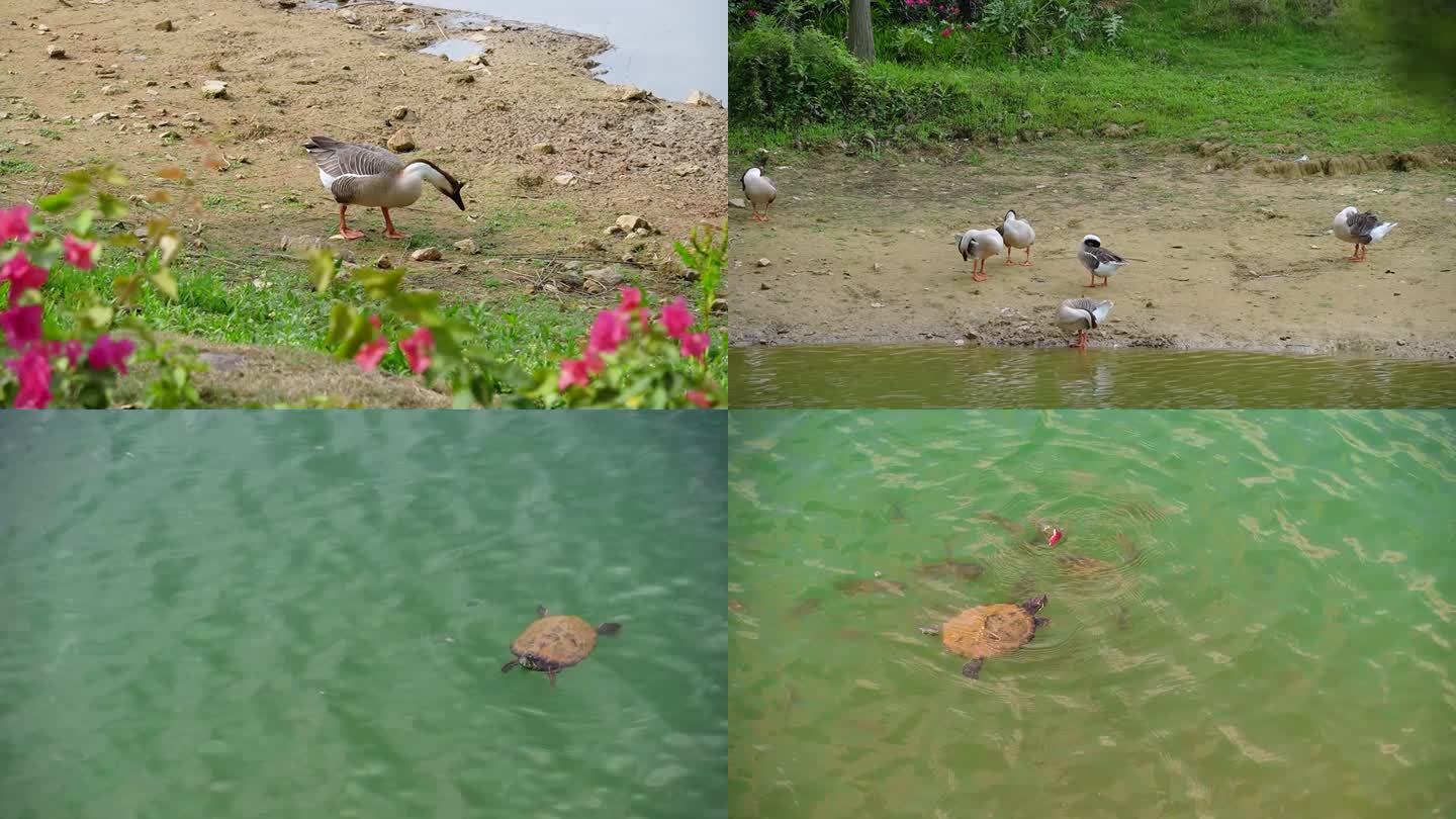 水禽动物合集，灰鹅，白天鹅，乌龟