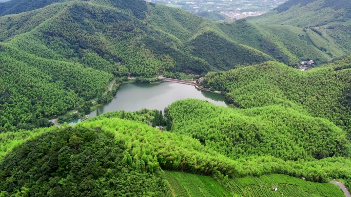 4K莫干山竹林