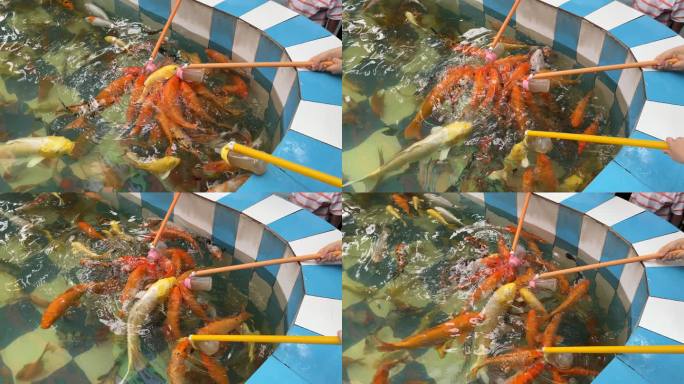 儿童喂鱼 水池锦鲤 吃奶鱼
