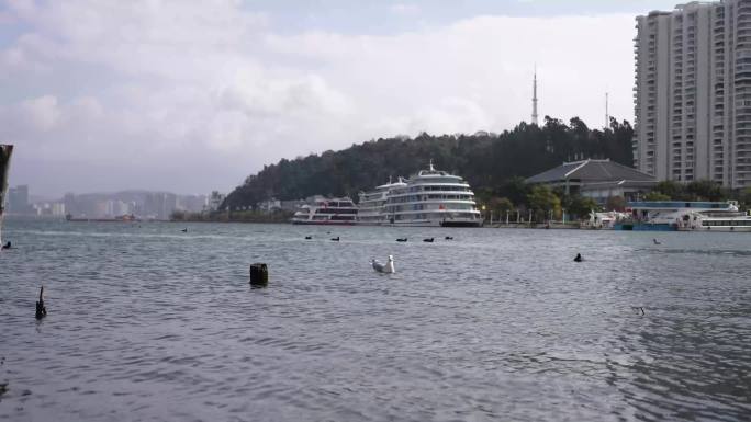 湖面海鸥吸水鸟类大自然生态自然风光景区