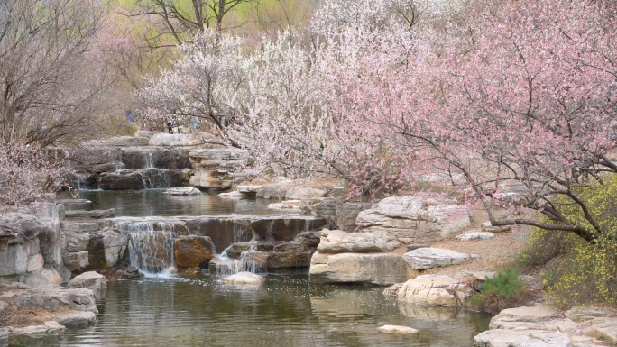 北京国家植物园春暖花开