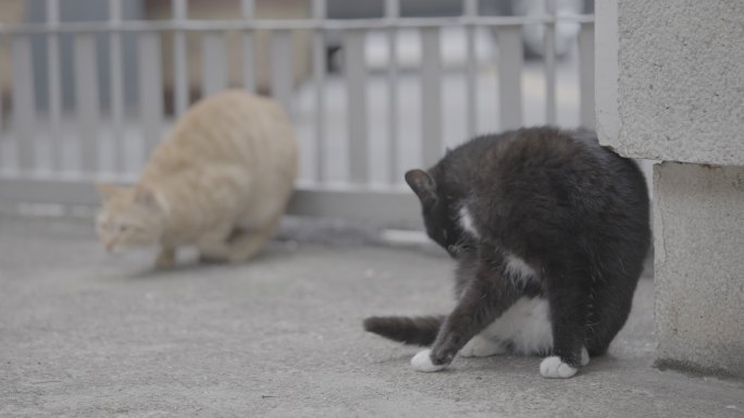 流浪猫打架