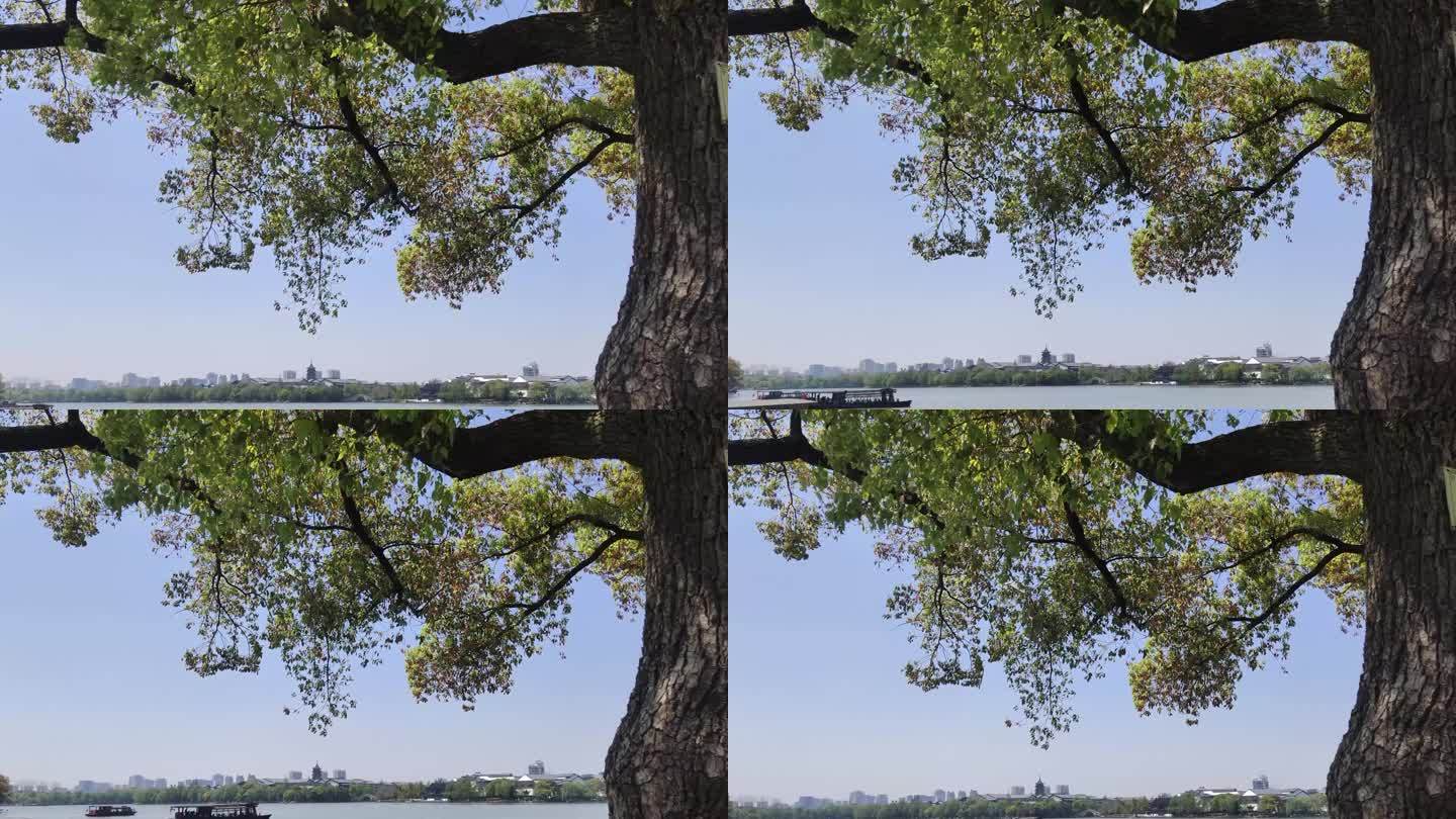 嘉兴南湖树叶风景