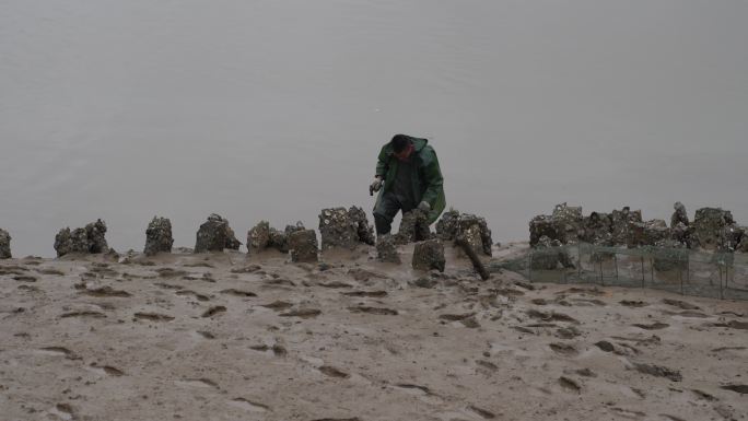 渔民在海滩上撬海蛎海里石头上挖海蛎敲海蛎