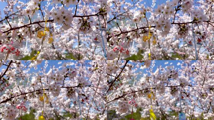 春天晴朗的天气阳光下白色的樱花和风铃