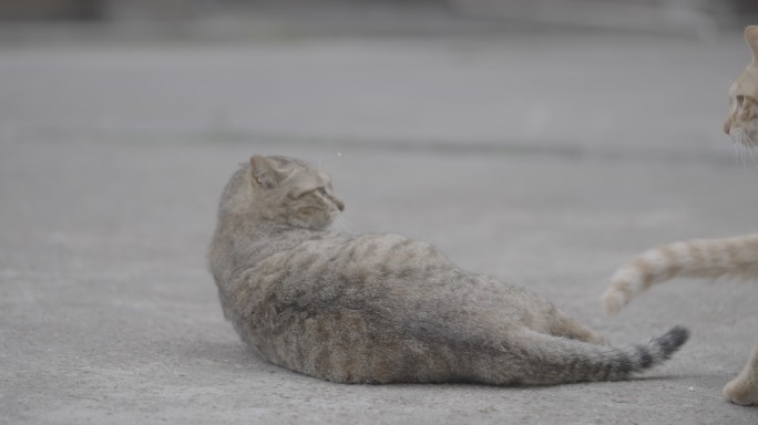 流浪猫打架