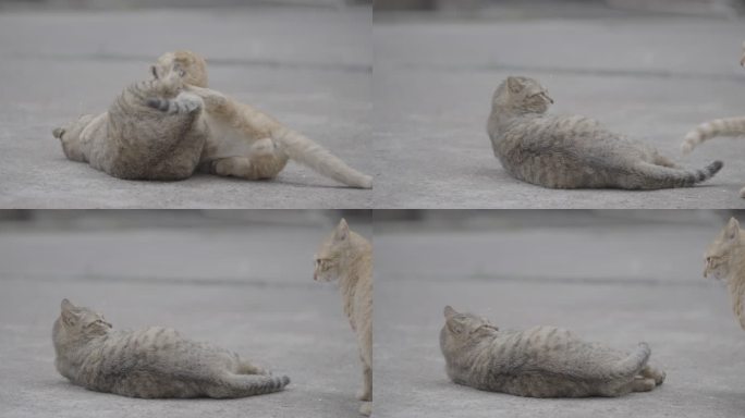 流浪猫打架