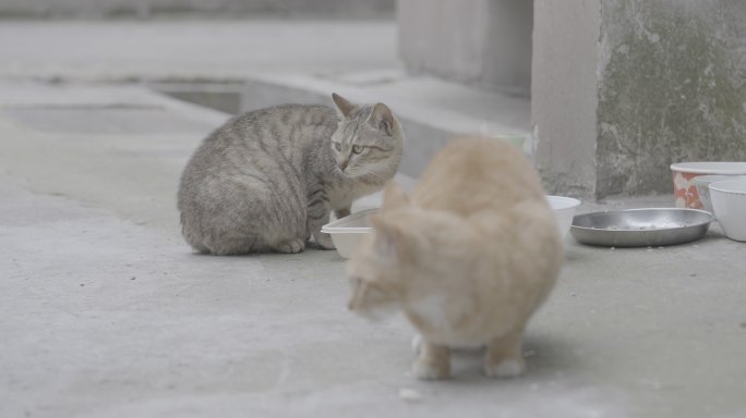 流浪猫吃饭