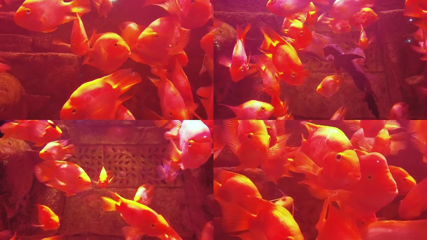 升格 鱼缸里的红色金鱼