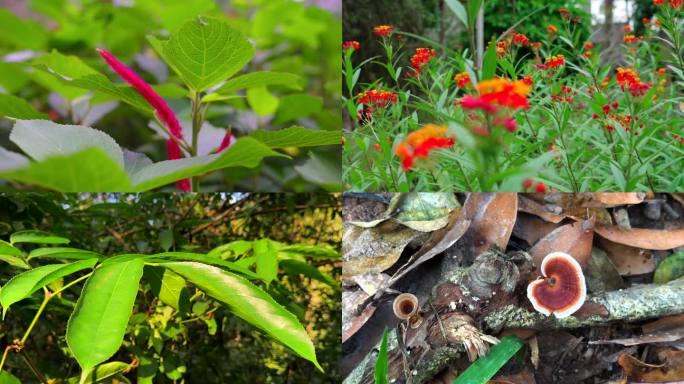 4K西双版纳生物多样性、热带植物