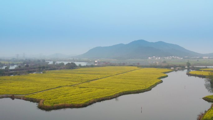 芜湖响水涧油菜花风光